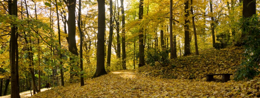 Herbstwald in Stolpen