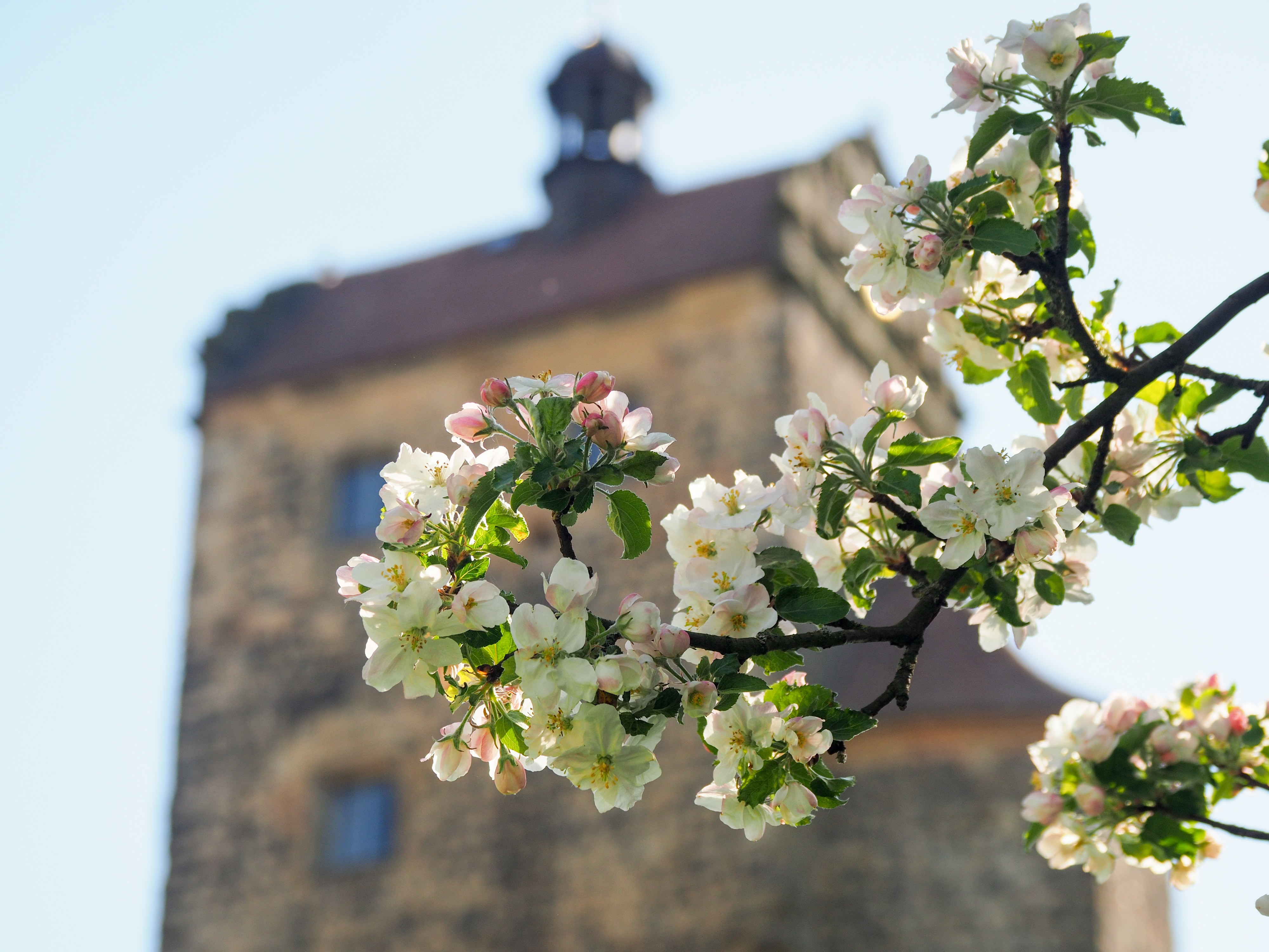 Stolpen im Frühling